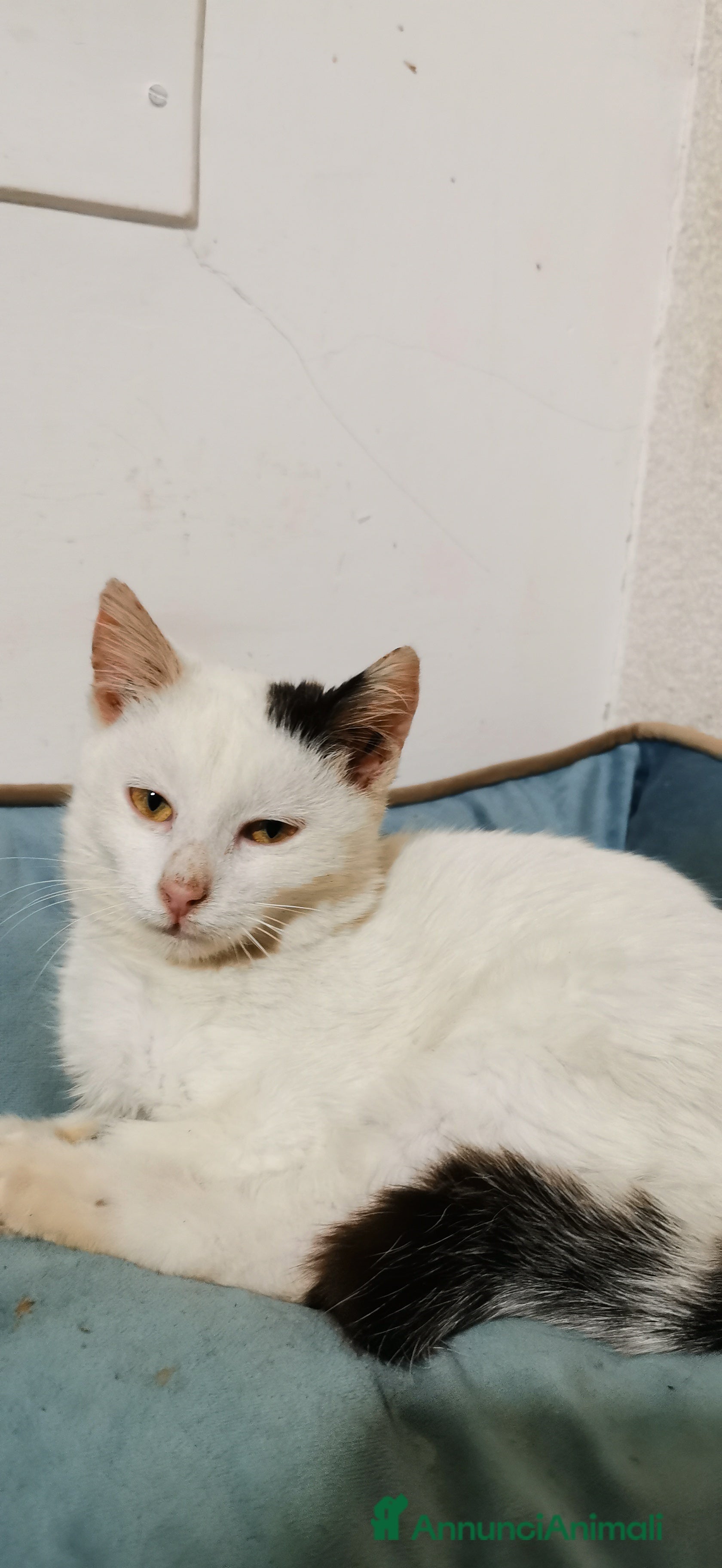 Europeo gatti Gattina Bianca - Annuncio 29