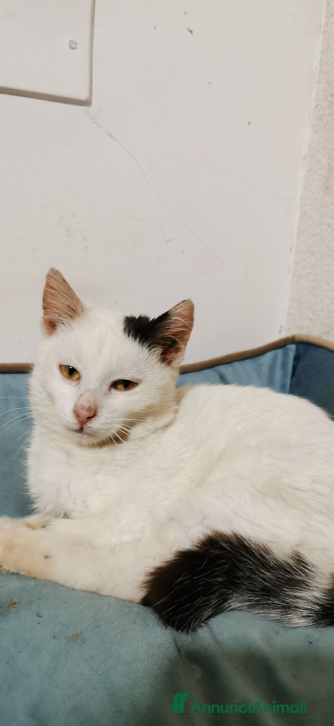 Europeo gatti in regalo: Gattina Bianca - Annuncio 1