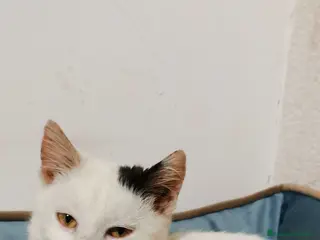 Europeo gatti Gattina Bianca - Annuncio 1