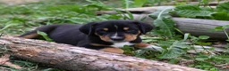 Grande Bovaro Svizzero cani in vendita: 🐾 Cuccioli di Grande Bovaro Svizzero disponibili! - Annuncio 7