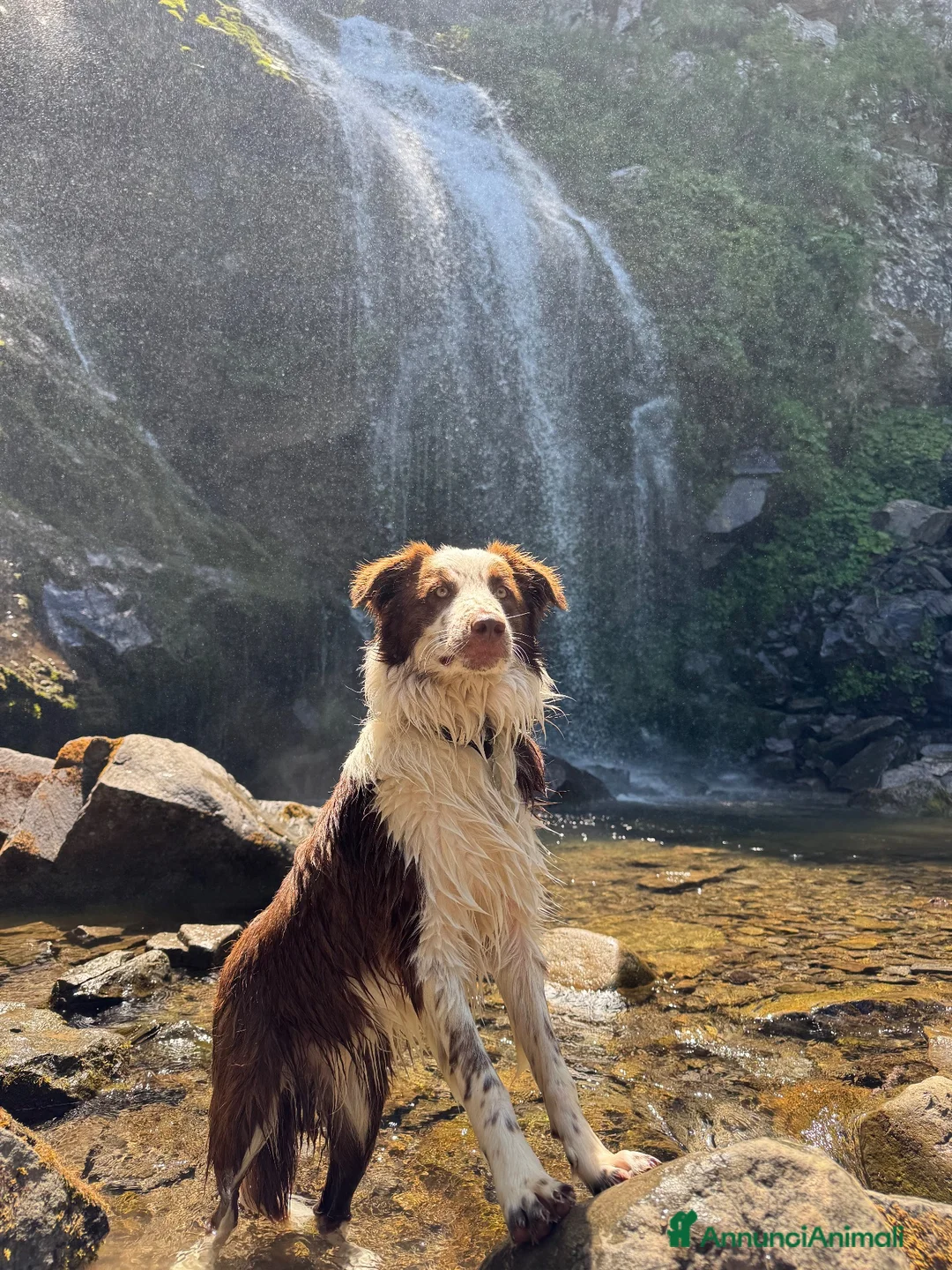 Bearded Collie cani in regalo: Cucciolo Border Collie a Provincia di Prato - Annuncio 2