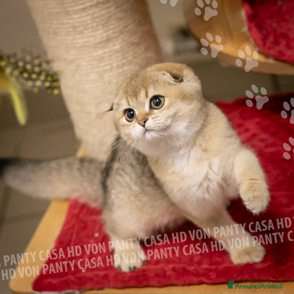 Scottish gatti Cucciole Scottish Fold - Annuncio 10
