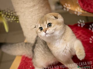 Scottish gatti Cucciole Scottish Fold - Annuncio 10