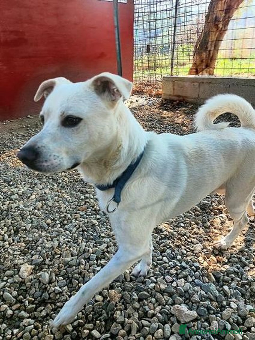 Meticcio cani in regalo: CALI' giovane rimasto solo! Bravo!  - Annuncio 1