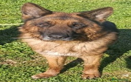 Pastore Tedesco cani in regalo: MIKE pastore tedesco educato e affettuoso a Provincia di Alessandria - Immagine 9