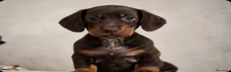 Bassotto cani in vendita: Bassotto tedesco pelo raso nano / kaninchen  - Annuncio 4
