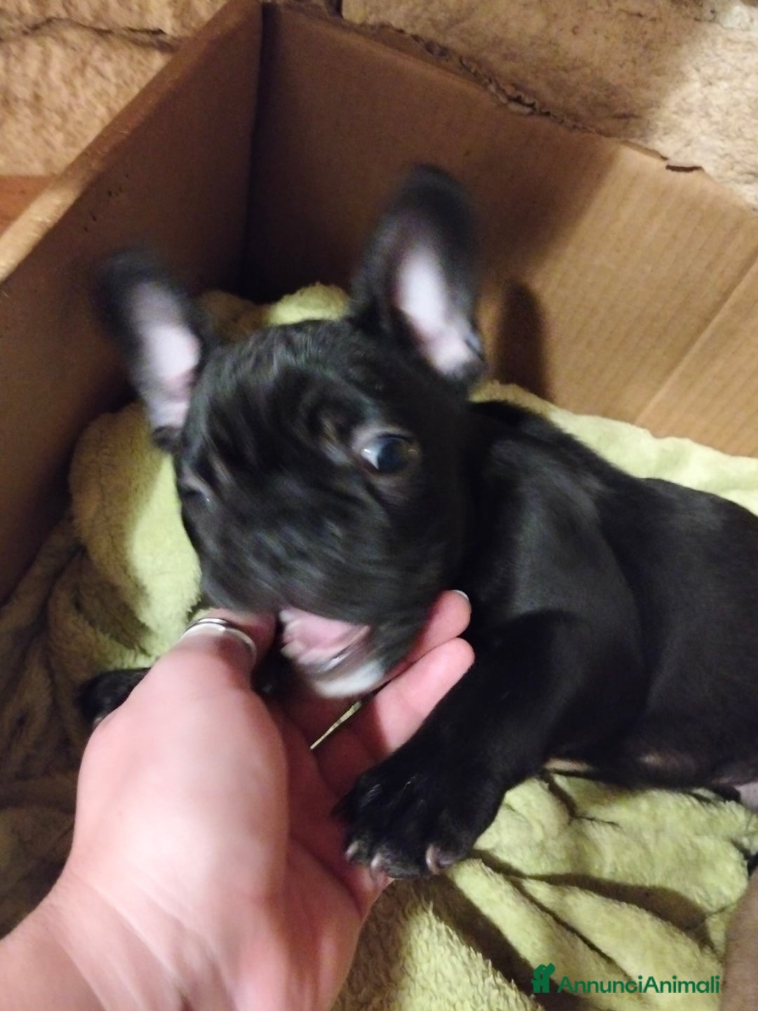 Bulldog Francese cani in vendita: CUCCIOLI DI BULLDOG FRANCESE  - Annuncio 3