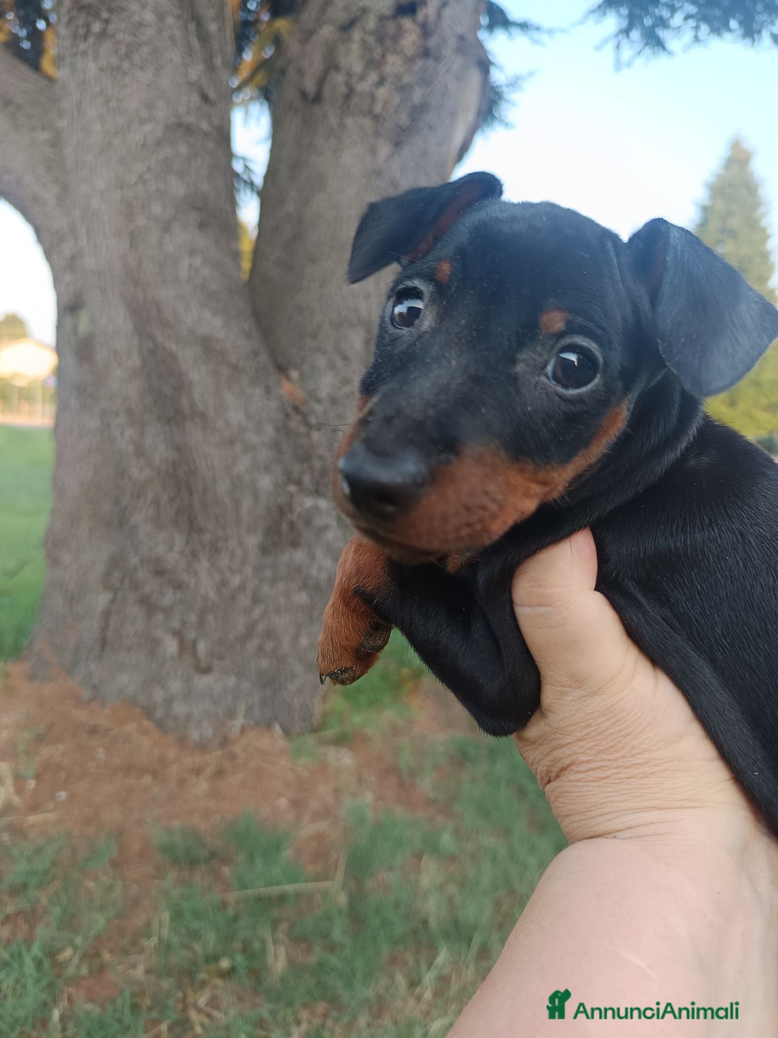 Pinscher Miniatura cani Pinscher nani pedigree ENCI  - Annuncio 24