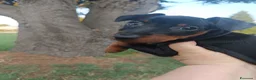 Pinscher Miniatura cani in vendita: Pinscher nani pedigree ENCI  - Annuncio 2