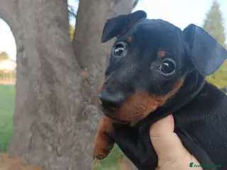 Pinscher Miniatura cani Pinscher nani pedigree ENCI - Annuncio 24