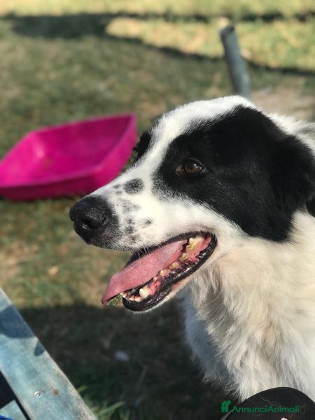 Meticcio cani in regalo: BUFFALO, CHE TIPO SIMPATICO a Provincia di Latina - Annuncio 7