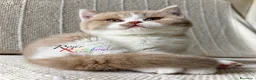 British gatti in vendita: Gattini British - Annuncio 2