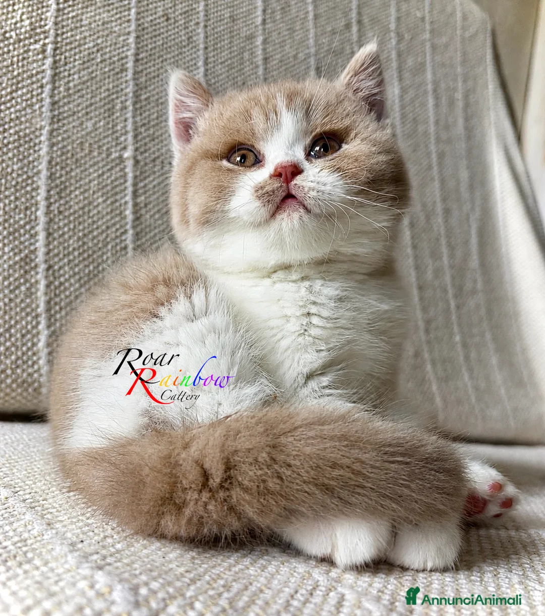 British gatti in vendita: Gattini British - Annuncio 2