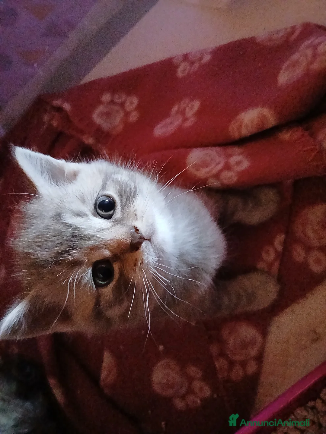 Scottish gatti in vendita: Cuccioli scottish straight - Annuncio 1