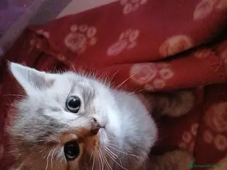 Scottish gatti Cuccioli scottish straight - Annuncio 1