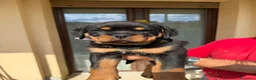 Rottweiler cani in vendita: Cucciolo rottweiler con pedigree  - Annuncio 2