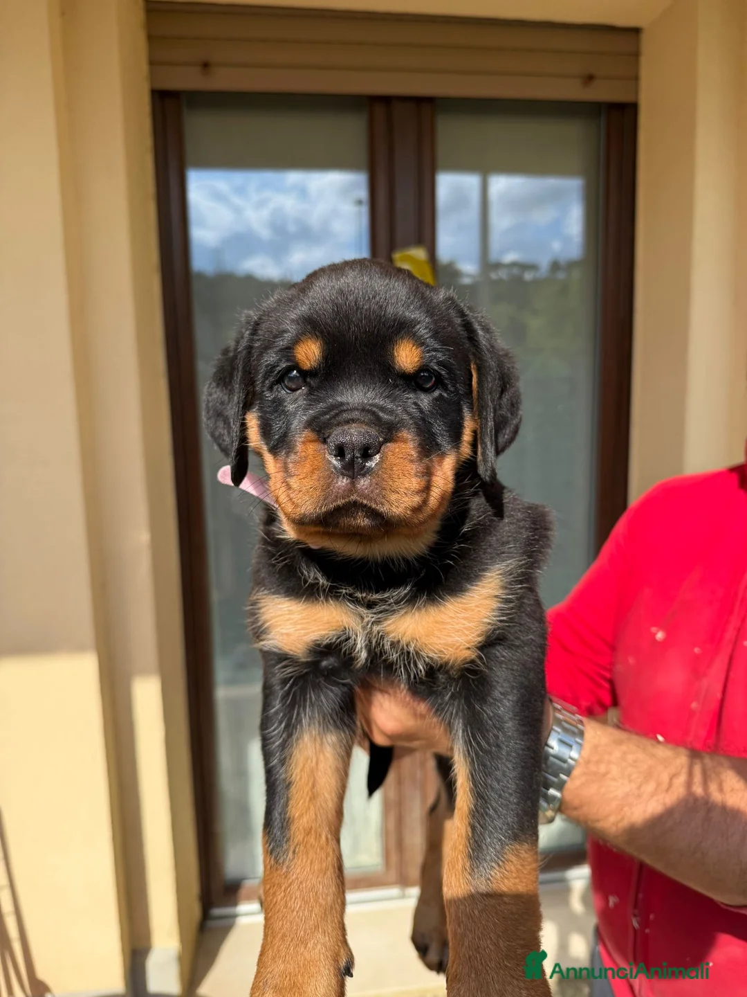 Rottweiler cani in vendita: Cucciolo rottweiler con pedigree  - Annuncio 2