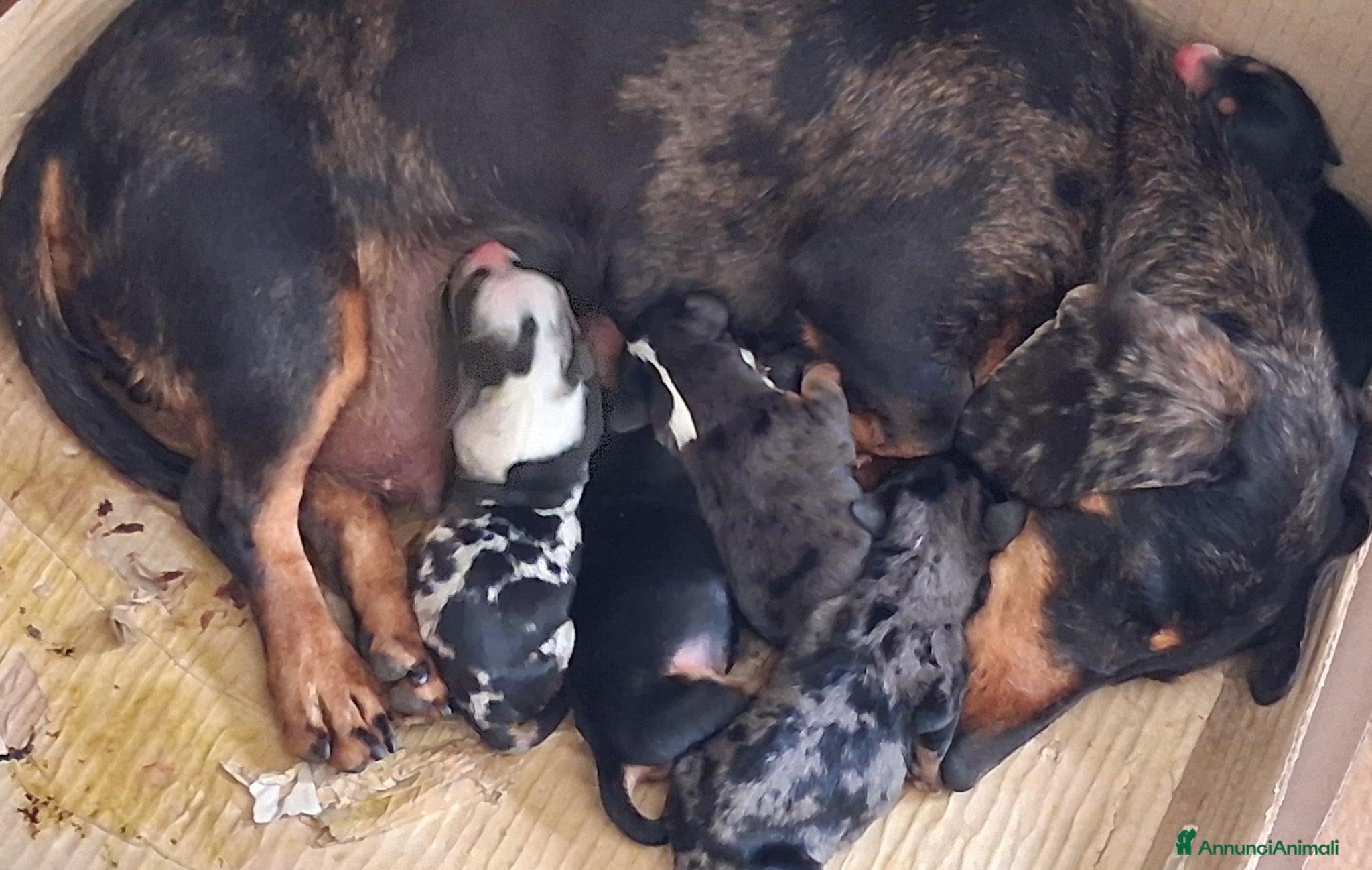 Bassotto cani Cuccioli di bassotto  - Annuncio 3