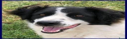 Meticcio cani in regalo: PETRUX meraviglioso patatone tg mediogrande - Annuncio 7
