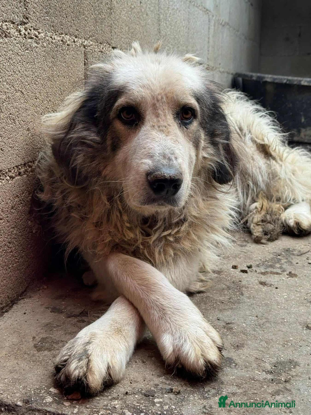 Meticcio cani in regalo: GRISU', dolce gigante cerca famiglia! - Annuncio 6