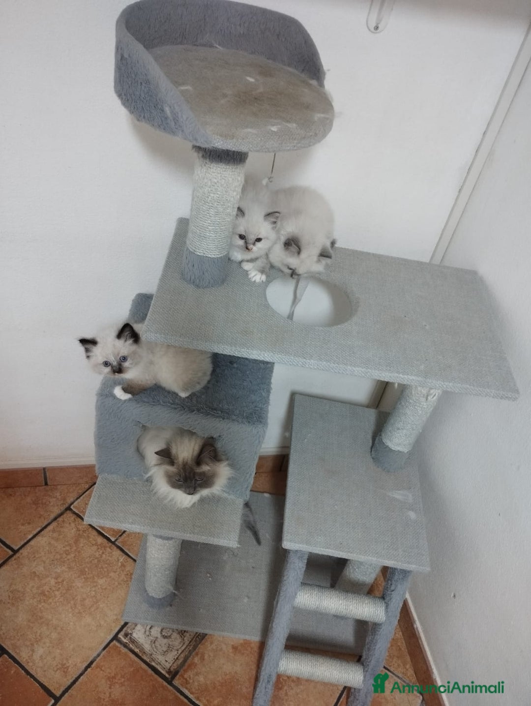 Ragdoll gatti in vendita: Ragdoll blu mitted a Provincia di Brescia - Immagine 4