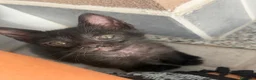 Meticcio gatti in regalo: Gattino cerca famiglia amorevole  - Annuncio 3