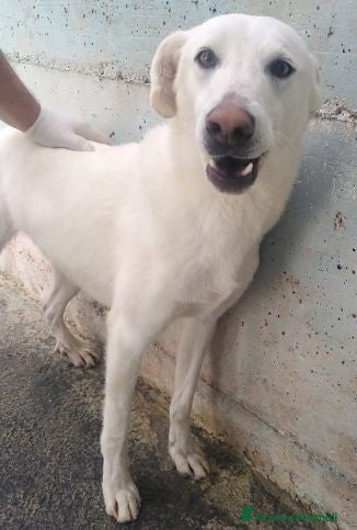 Meticcio cani RICCIO dolcissimo e buono con tutti! - Annuncio 6