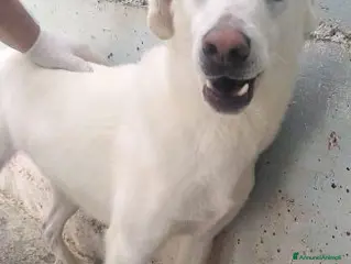 Meticcio cani RICCIO dolcissimo e buono con tutti! - Annuncio 6