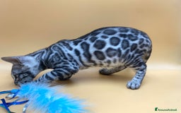 Bengala gatti in vendita: Maschio silver  a Provincia di Perugia - Immagine 3