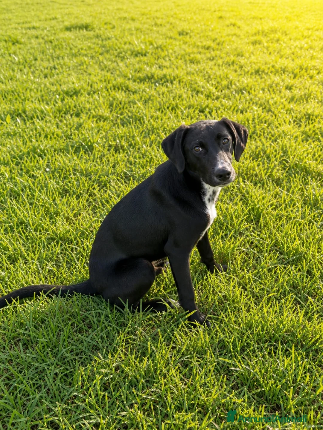 Meticcio cani in regalo: Mercoledi - Annuncio 2