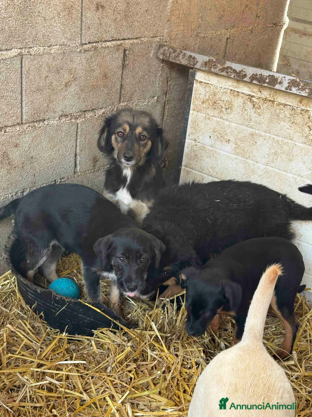 Meticcio cani in regalo: DOLI, tenera cucciola baffona in canile!! - Annuncio 2