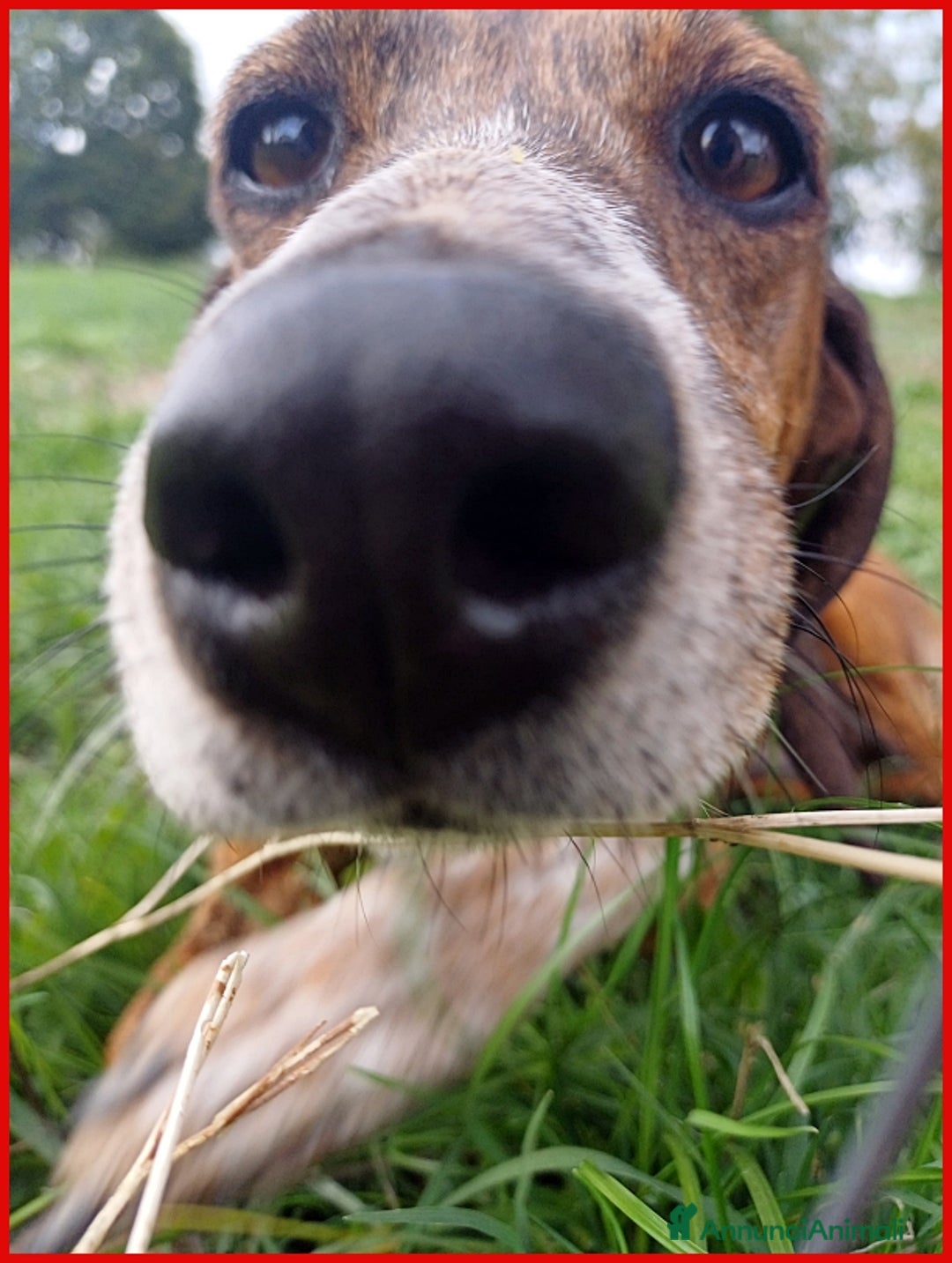 Segugio Maremmano cani in regalo: AIUTO PER SVITOL SEGUGIETTA 5 ANNI STA MEGLIO MA  a Città metropolitana di Milano - Annuncio 7