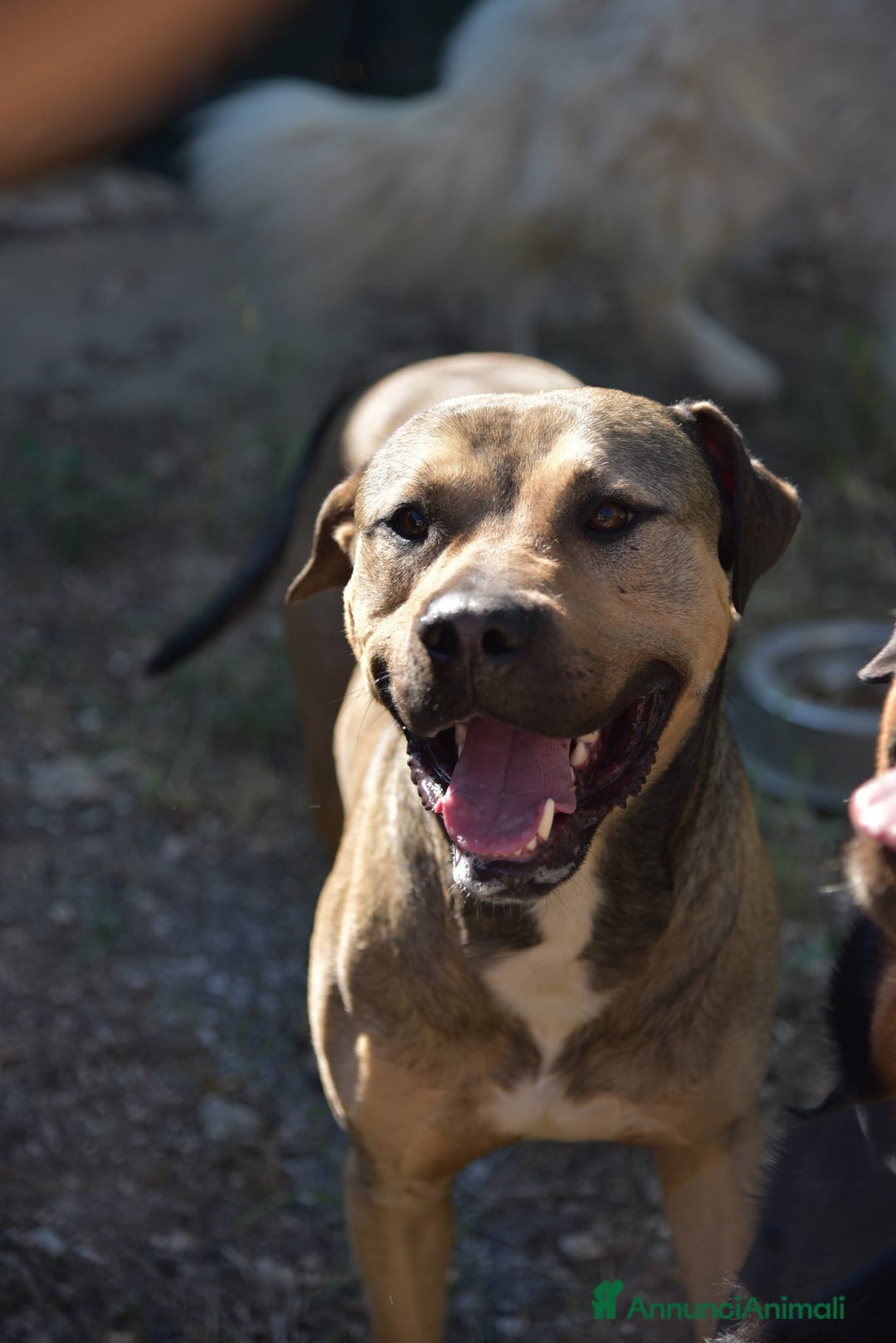 Meticcio cani in regalo: Bellissimo e dolcissimo Bobby - Annuncio 11