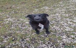 Meticcio cani in regalo: Mango a Provincia di Treviso - Immagine 11