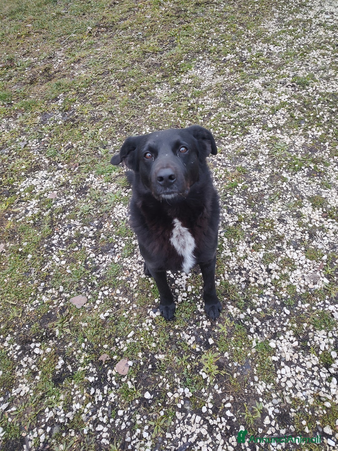 Meticcio cani in regalo: Mango a Provincia di Treviso - Immagine 11