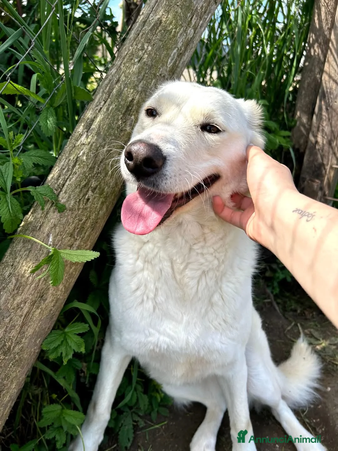 Meticcio cani in regalo: Mafalda, meravigliosa mini labradorina a Provincia di Latina - Annuncio 2