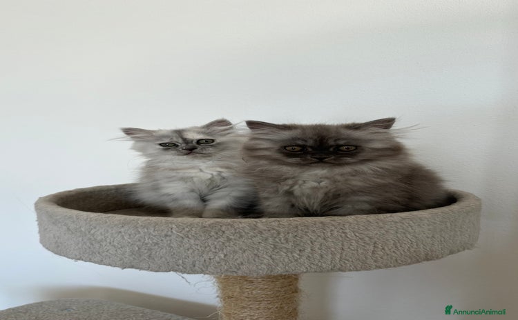 Persiano gatti a Provincia di Brescia - Annuncio 5