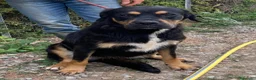 Rottweiler cani in regalo: Laila - Annuncio 6