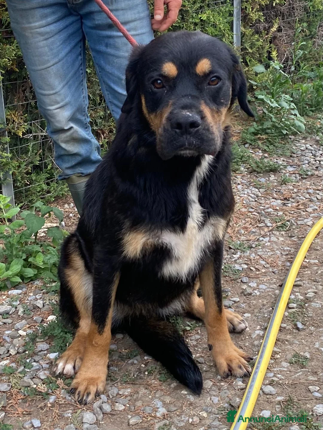 Rottweiler cani in regalo: Laila - Annuncio 6
