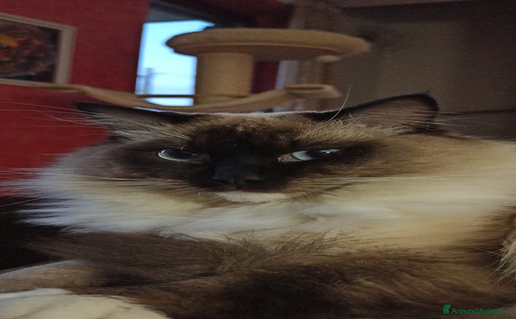Ragdoll gatti - Annuncio 1
