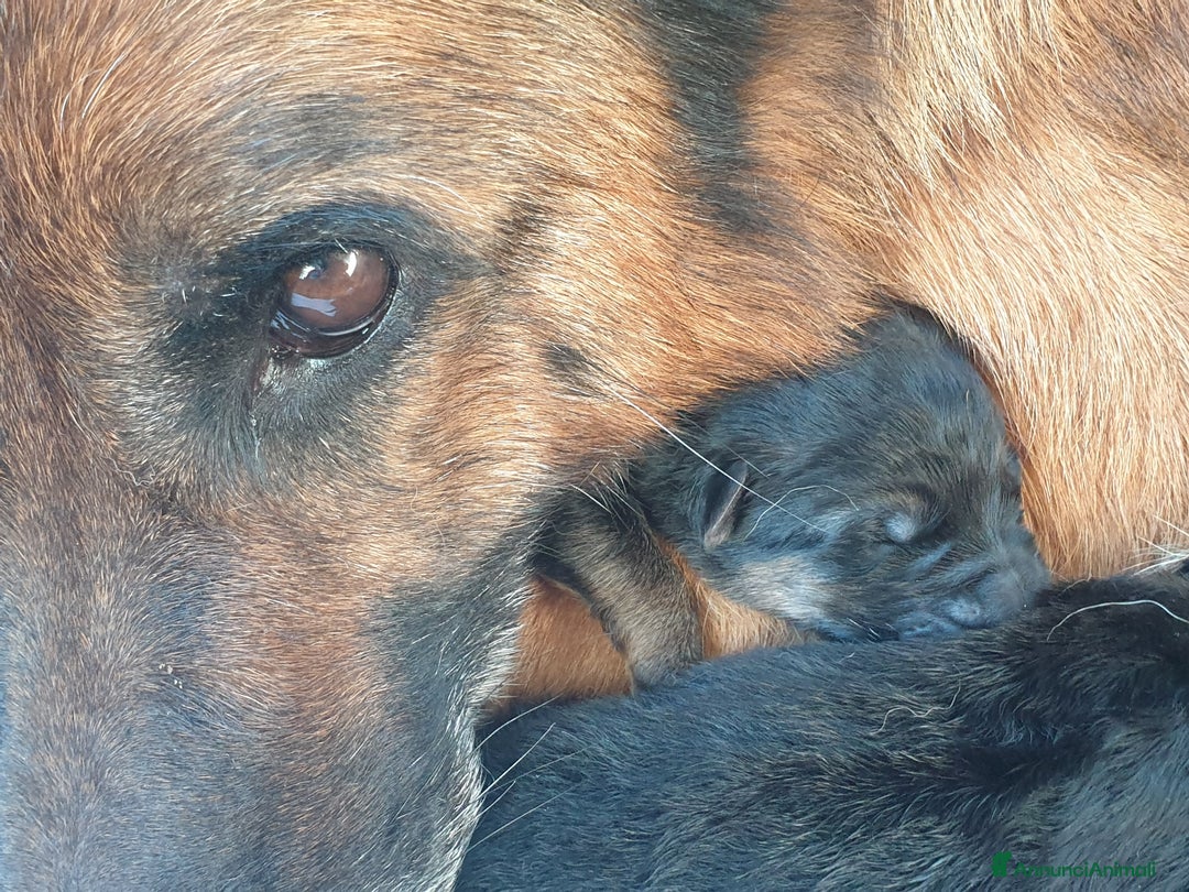 Pastore Tedesco cani in vendita: ULTIMA CUCCIOLA DI PASTORE TEDESCO - Annuncio 5