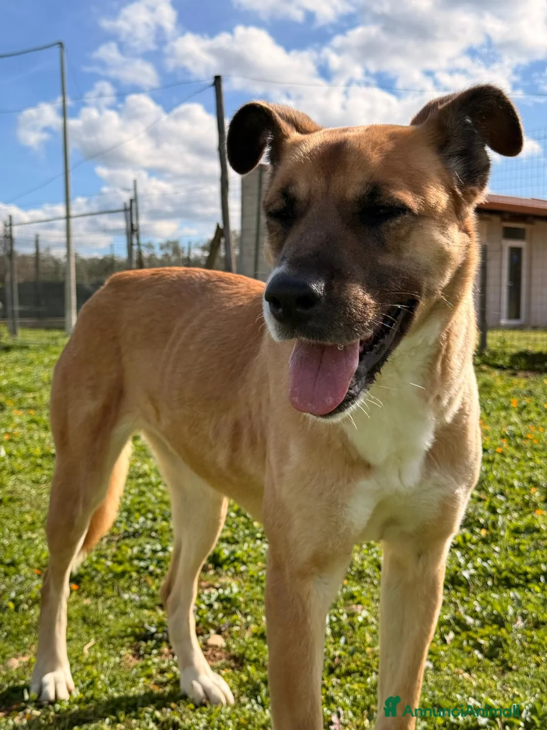 Meticcio cani in regalo: Pita fuori dal box - Annuncio 5