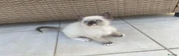 Ragdoll gatti in vendita: Ragdoll maschi - Annuncio 10