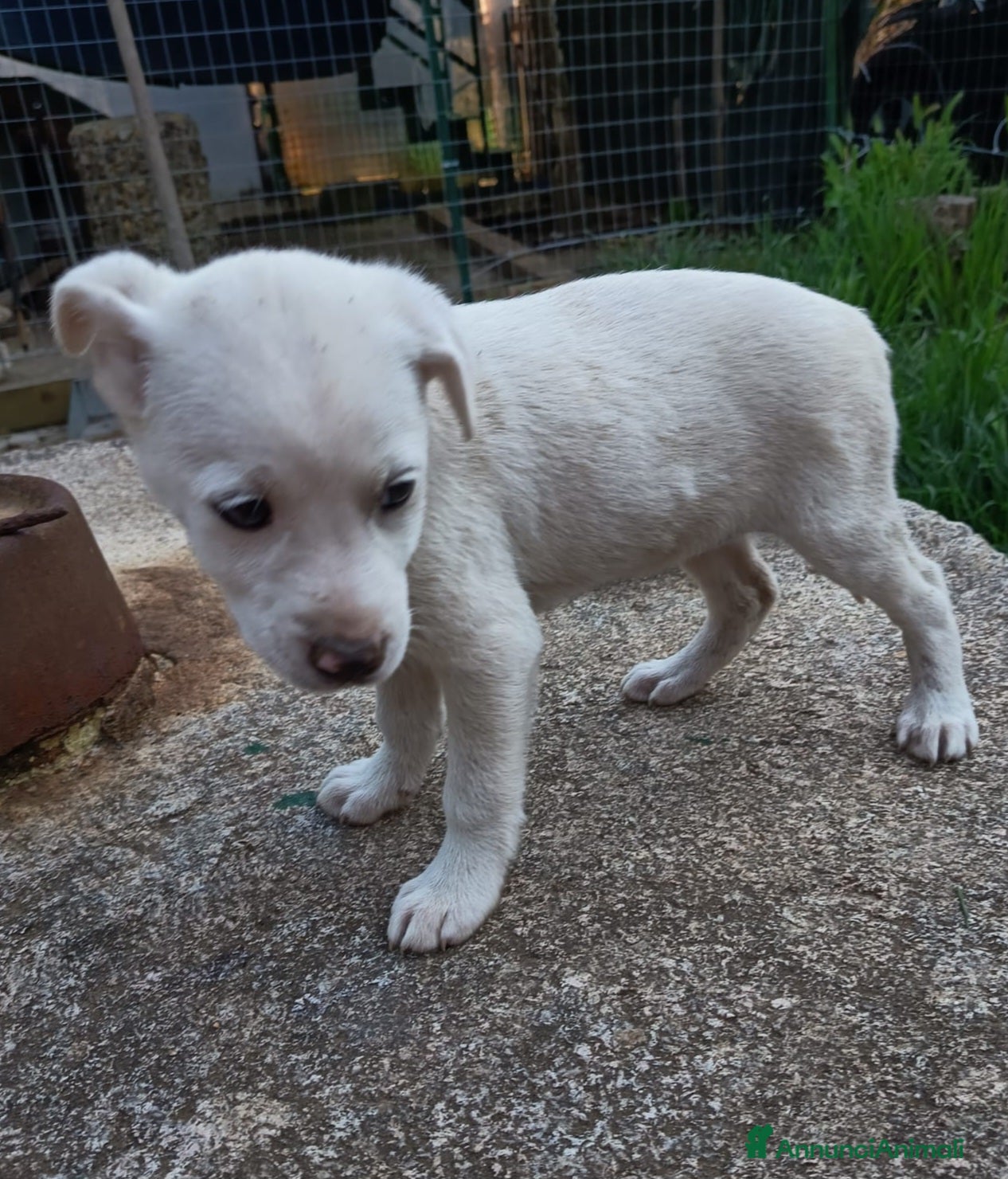 Meticcio cani in regalo: UNA MAMMA PER CHICCA - Annuncio 7