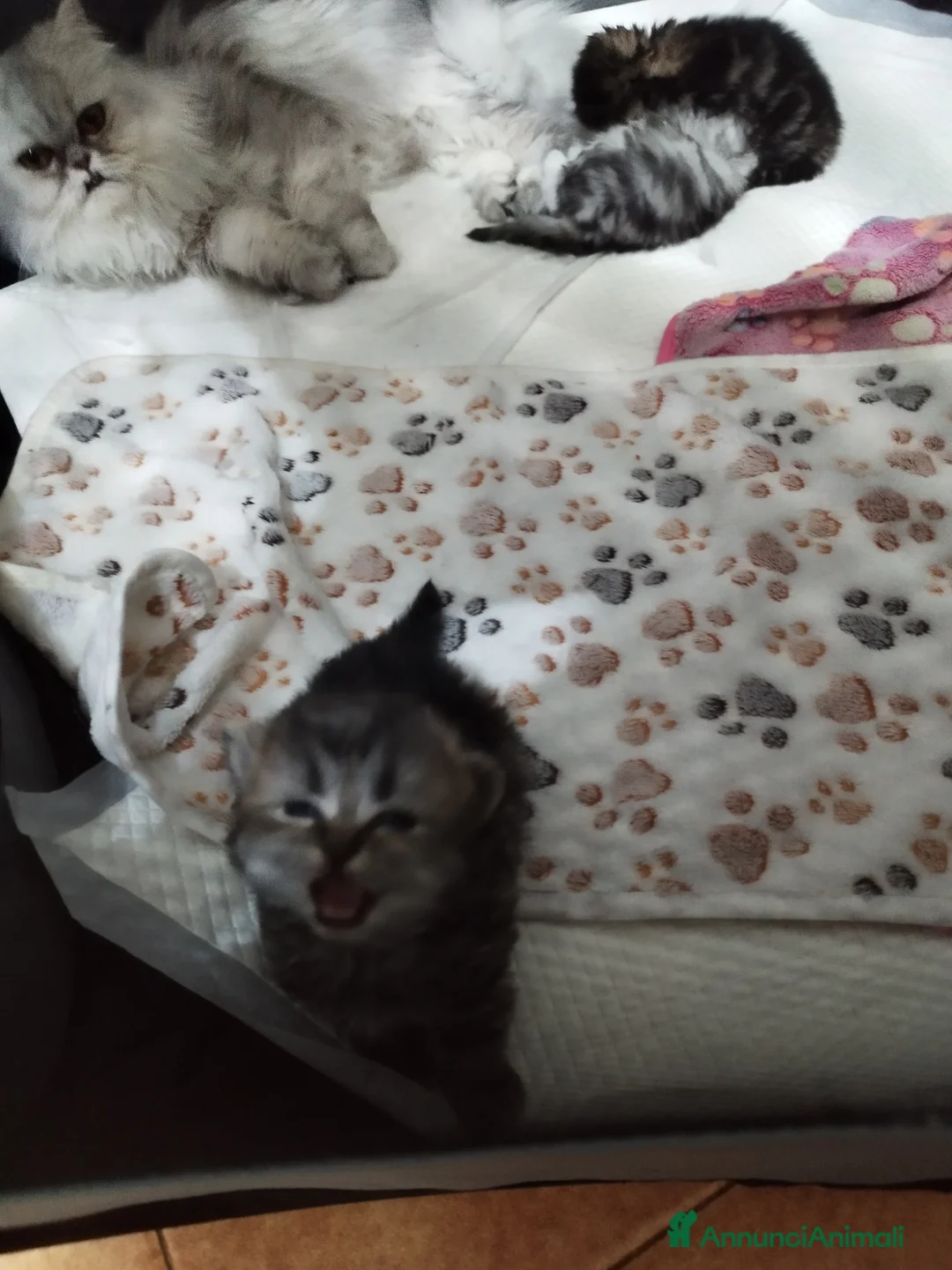 Immagine della galleria {{count}}