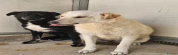 Meticcio cani in regalo: Micky: taglia media, socievole ed equilibrata  - Annuncio 7