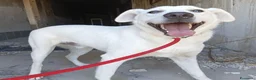 Meticcio cani in regalo: Jerry  - Annuncio 3
