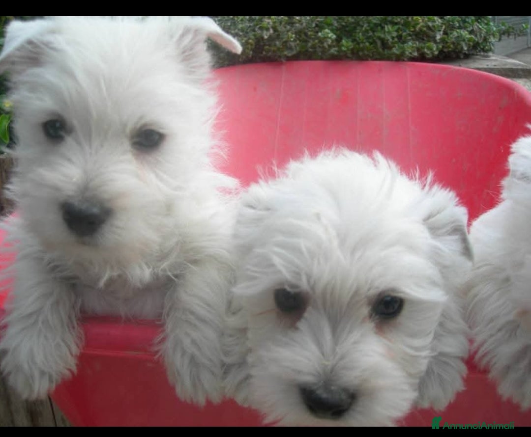 West Highland cani in vendita: West Highland  - Annuncio 6