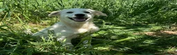 Pastore Maremmano cani in regalo: Dolcissimo cucciolo 5 mesi abbandonato da tutti  - Annuncio 2