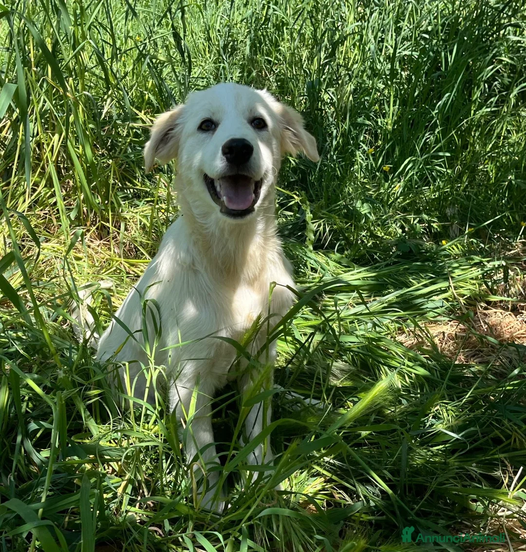 Pastore Maremmano cani in regalo: Dolcissimo cucciolo 5 mesi abbandonato da tutti  - Annuncio 2